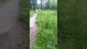 вечерний стрим