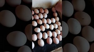 как в домашних условиях вывести цыплят в инкубаторе