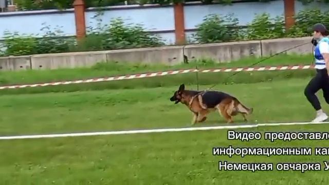 ОТКРЫТЫЙ СУКИ / КЧК УФА 6 июня`26 З.Данильченко Моно немецких овчарок