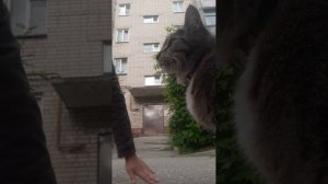 У ЧИМСЯ У МИЛКИ В ШКОЛЕ