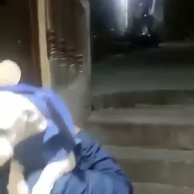Пёс в полете!