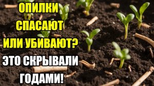 Опилки на грядках. Разбираю ошибки,покажу правильное применение,чтобы не убить урожай!