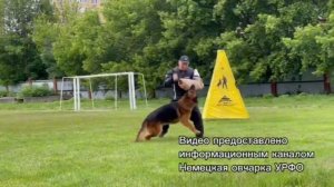 2 Отл. СС Atsel Hof OSKAR +++ №16. УФА 6 июня`26 Моно немецких овчарок