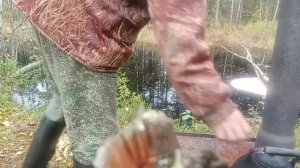 ЖИЗНЬ И БЫТ В ТАЙГЕ КАРЕЛИИ. СТАВЛЮ КАПКАНЫ НА КУНИЦУ. ПОДСТРЕЛИЛ БОБРА. ПОЙМАЛ РЫБЫ. ДЕНЬ 3.