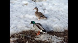 Утки в городе в луже у дома Кострома