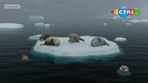 封印不见了(или Tulenyki_anomaly2026)