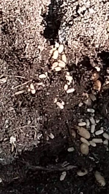 1000016974.mp4 смотреть онлайн