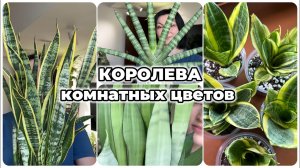 Разновидности САНСЕВИЕРИИ и деление разросшегося куста.