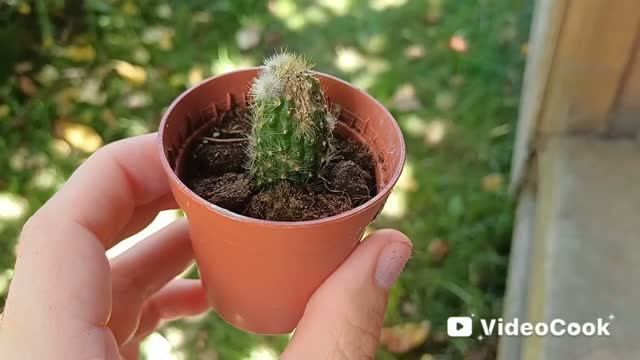Пересадка кактуса 🌵 Тест грунта с WB. смотреть онлайн