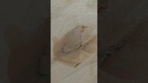 Древесная шпатлёвка #woodworking #wood #алтай #производство #работасдеревом #столярка #шпатлëвка