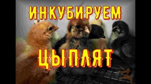Инкубация куриных яиц. Выведение цыплят.