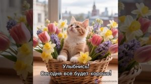 котик