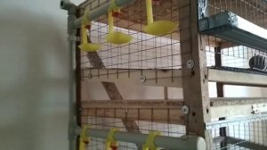 Клетка для перепелов своими руками