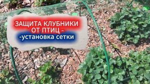 Сетка на клубнике: это не сложно. Показываю установку крепления и другие мелочи, без них не выйдет