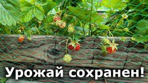 Как защитить урожай от птиц! Укрытие от птиц своими руками
