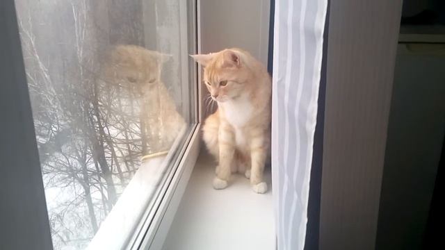 Бозон сидит на подоконнике смотреть онлайн
