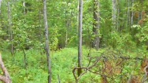 Ориентирование в лесу. Как ходят по тайге?