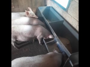 Бункерная кормушка для свиней