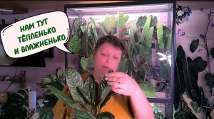 ОБЗОР-ПОЛИВ РАСТЕНИЙ ЗА СТЕКЛОМ. 30-06-2026
