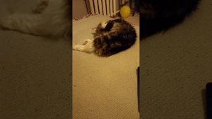 1000026526.mp4 Реакция 🐈на легенду русского рока🤘Первый раз слушает😁