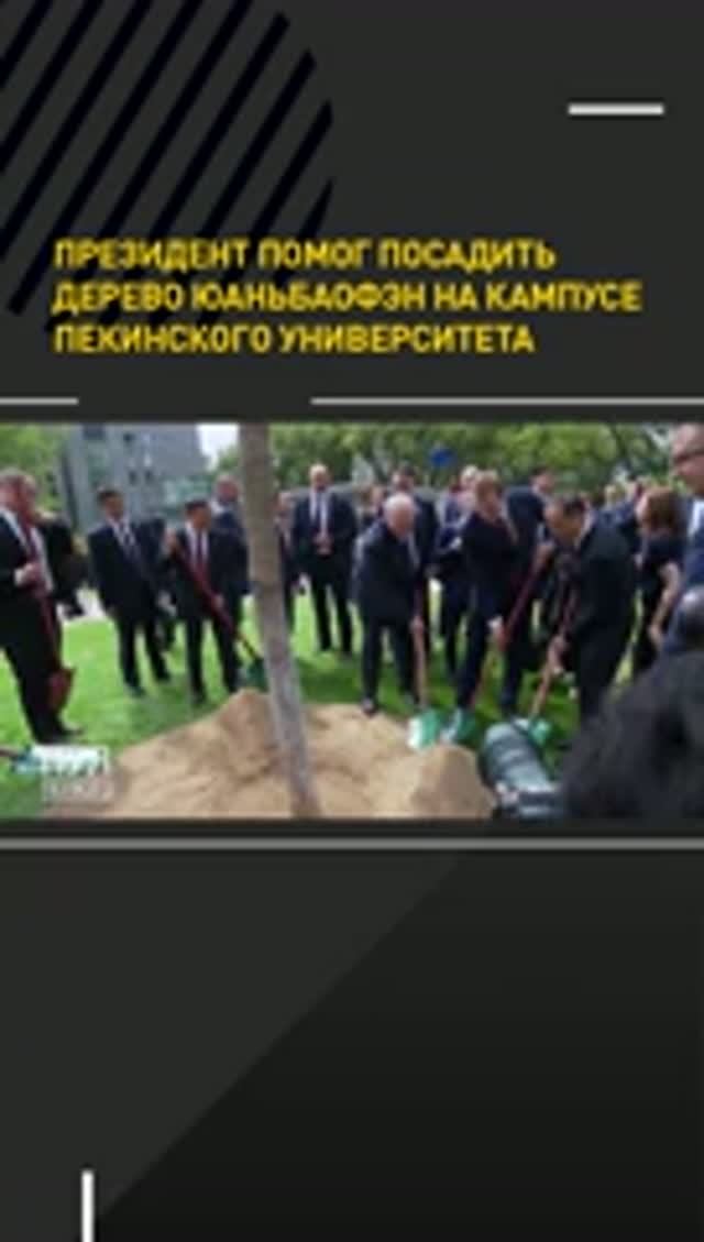 Лукашенко помог посадить дерево юаньбаофэн на кампусе Пекинского университета