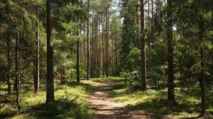 ЛЕС-ПОРТАЛ. ИНГА ХОСРОЕВА. ВЕДЬМИНА ИЗБА.