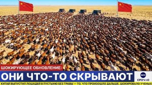 Что произошло после того, как Китай выпустил лошадей, шокировало экспертов