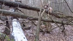 пролов. неожиданная находка. охота на куницу капканами. trapping