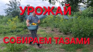 1329 Урожай собираем Тазами.Даже не думали о таком.Городские станичники.