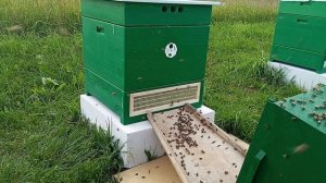 Подсадка роя к слабому отводку. Как развивается семья карники (отводок от 5 июня) 30 июня 2026 года?