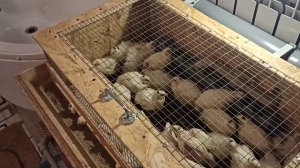 Клетка для перепелов