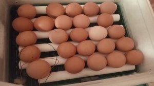 Стоит ли покупать китайский инкубатор? Калибровка...