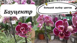 201/Поездка в Бауцентр за удобрениями/ розы в коробках и орхидеи/окрошка зимой