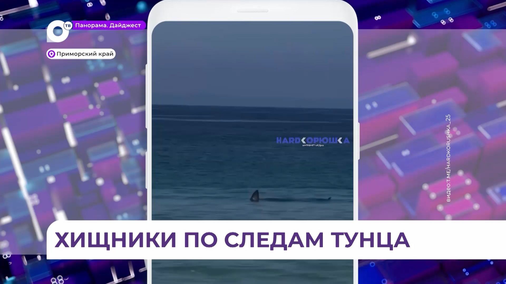 Активность акул в Приморье обусловлена прогревом акватории и подходом тунца смотреть онлайн
