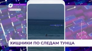 Активность акул в Приморье обусловлена прогревом акватории и подходом тунца