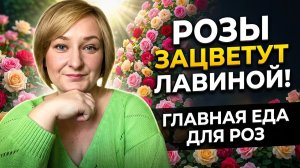 10 правил подкормки роз для взрывного цветения. Секреты агротехники