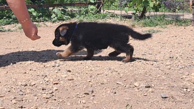 Баларис А4-КОБЕЛЬ,  1 месяц 7 дней.