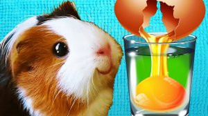 Что Будет Если Залить Яйца Разными Жидкостями Эксперименты с Едой Свинка Бузя