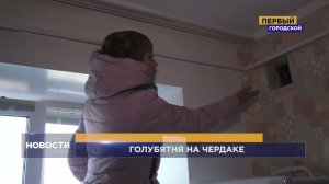 ГОЛУБЯТНЯ НА ЧЕРДАКЕ