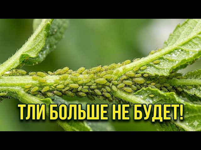 ТЛЯ боится Этого Как Огня! Лучшее средство от Тли без Всякой "Химий" смотреть онлайн