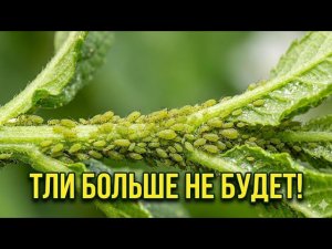 ТЛЯ боится Этого Как Огня! Лучшее средство от Тли без Всякой «Химий»