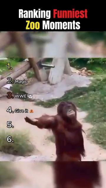 Ты не поверишь, что творят эти животные 😂 Лучшие моменты в зоопарке 🦁 Ранки 2026 🔥