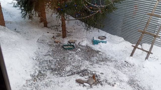 белка стучит в окно смотреть онлайн