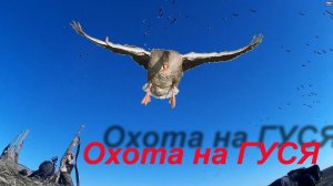#50 Охота на гуся весной 2019 в Беларуси. На радость зелёным и нам в кайф!!!