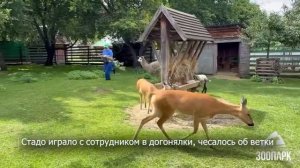 Альпака в Челябинском зоопарке устроили веселую погоню