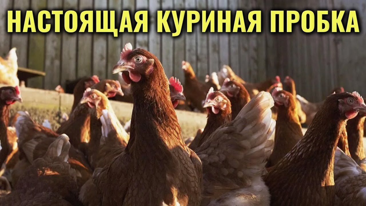 КУРЯТНИК на ДАЧЕ: настоящая КУРИНАЯ ПРОБКА на подъём