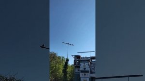 Выпускаем голубей. Голубятня на даче#channel#nature#fauna#birds#pigeons