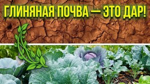 Ваша глинистая почва — это не проблема