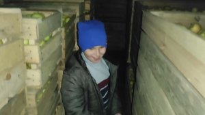 Погреб для хранения яблок #яблоки #садоводство #погреб