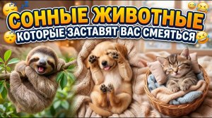 СОННЫЕ ЖИВОТНЫЕ, КОТОРЫЕ ЗАСТЯВЯТ ВАС СМЕЯТЬСЯ!
